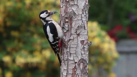 Beautiful bird videos