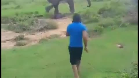 How To Fight An Elephant Gone Horribly Wrong