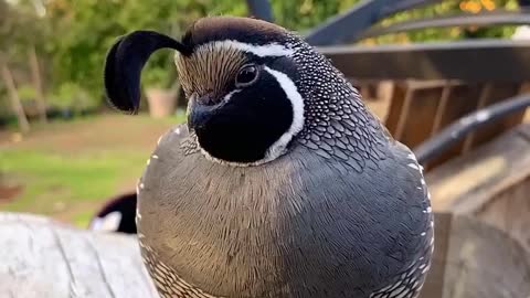 Animal very nice video 😊😊👍😊