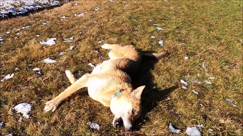make a dog relax