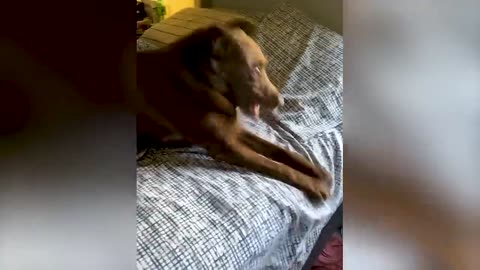 Funny and comedy animal 5