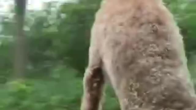 A dog that likes to go for a ride