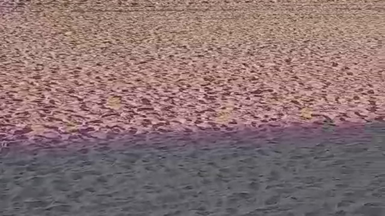 Valencia Malvarosa beach in Spain