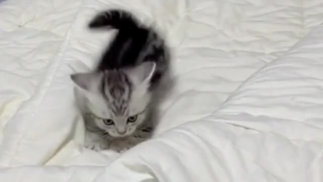 Funniest Cats 😹 - Don't try to hold back Laughter 😂 - Funny Cats Life