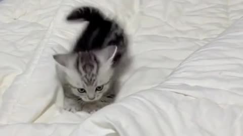 Funniest Cats 😹 - Don't try to hold back Laughter 😂 - Funny Cats Life