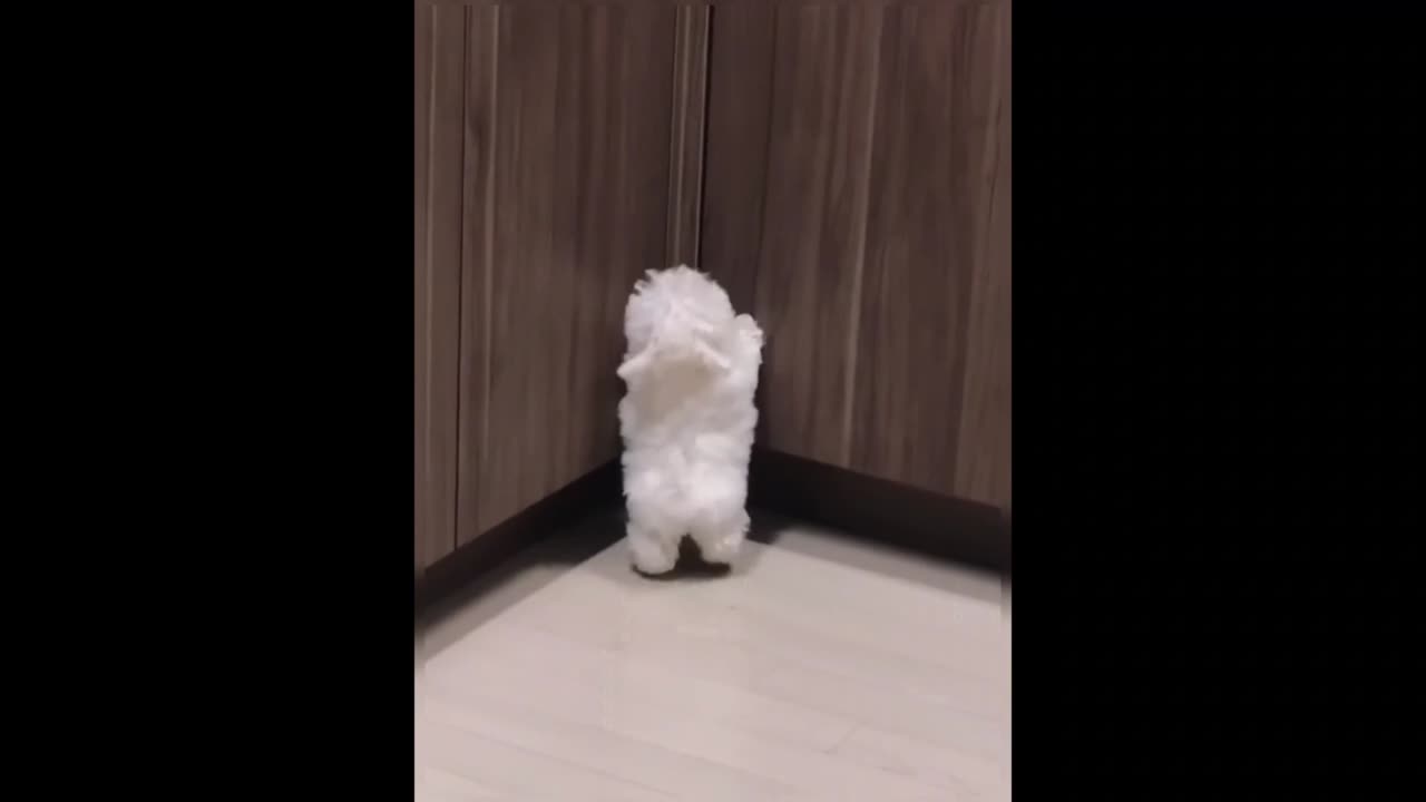 Being tagged to see such an adorable puppy, one must feel incredibly lucky.