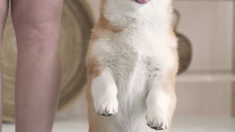 Cutest dog video.