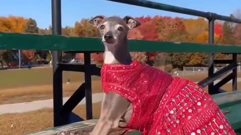 Yorkie Gets Ready To Go Outside. Reaction When She Sees Snow Has Internet Dying Of Laughter