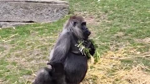 Going shopping! #gorilla #asmr #mukbang #eating #food #shorts #youtubeshorts