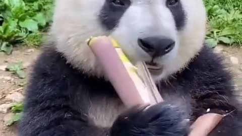 playful animals | Hungry panda 🥹