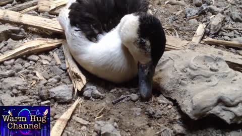 The last moments of a duck's life