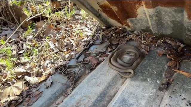 Greter snakes
