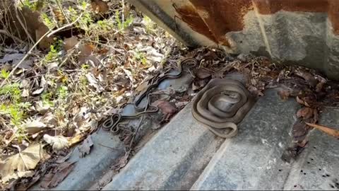 Greter snakes