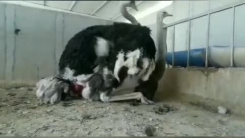 Animals sex video very cute