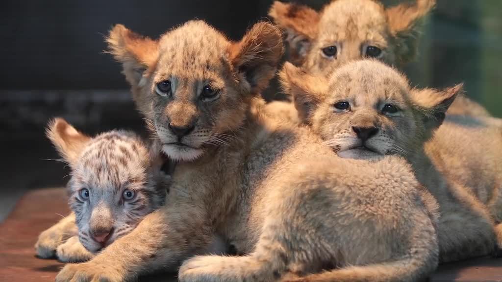 The Lion King came to see me at ten
