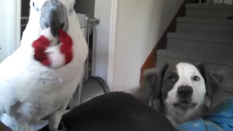 Parrot and dog play toghether like good boys <3