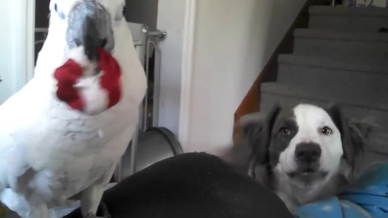 Parrot and dog play toghether like good boys <3