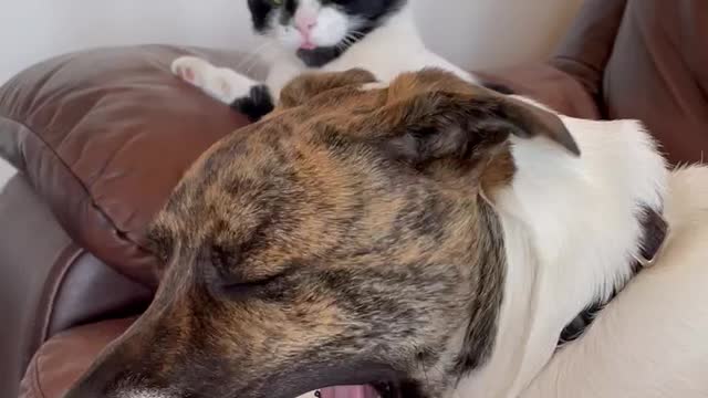 Dog wants to clean cats face!