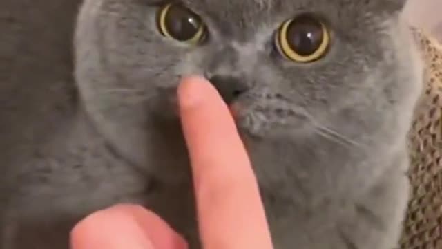 How to make a cat not angry😡