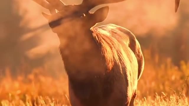 Deer gas sky exploration of nature