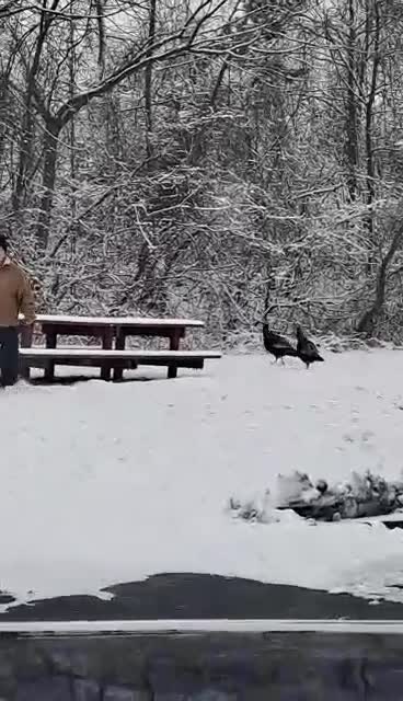After I chased these two wild turkeys in a vacant lot