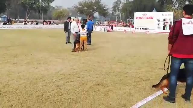 dog handle