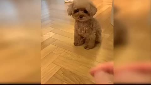 Baby Dogs - Cute and Funny Dog Videos Compilation #3 | Aww Animals