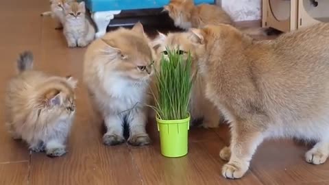 Cats eat grass