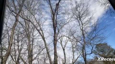 Beautiful blu skies trees has no leaves