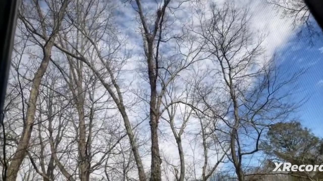 Beautiful blu skies trees has no leaves