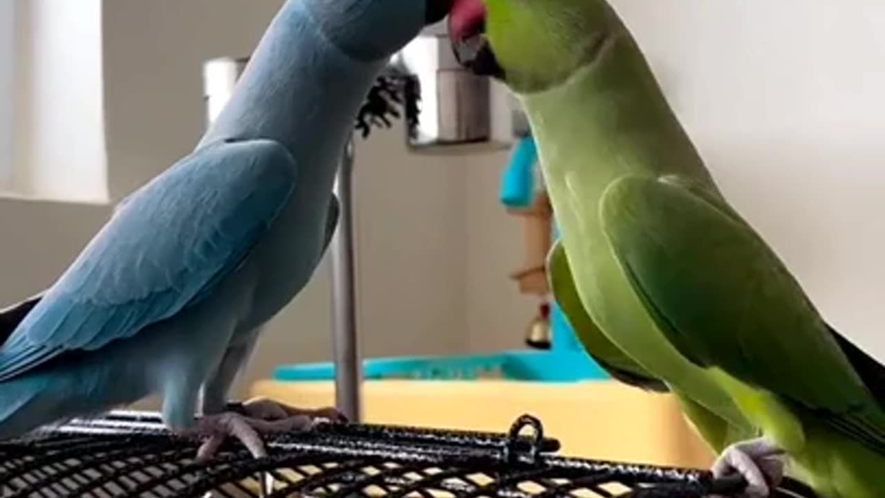 🙏❤️🎉🎉🎉🎊🎊🎊️SWEET AND FUNNY ANIMALS SHOTS 🙏❤️❤️🎉🎉🎉🎊🎊🎊