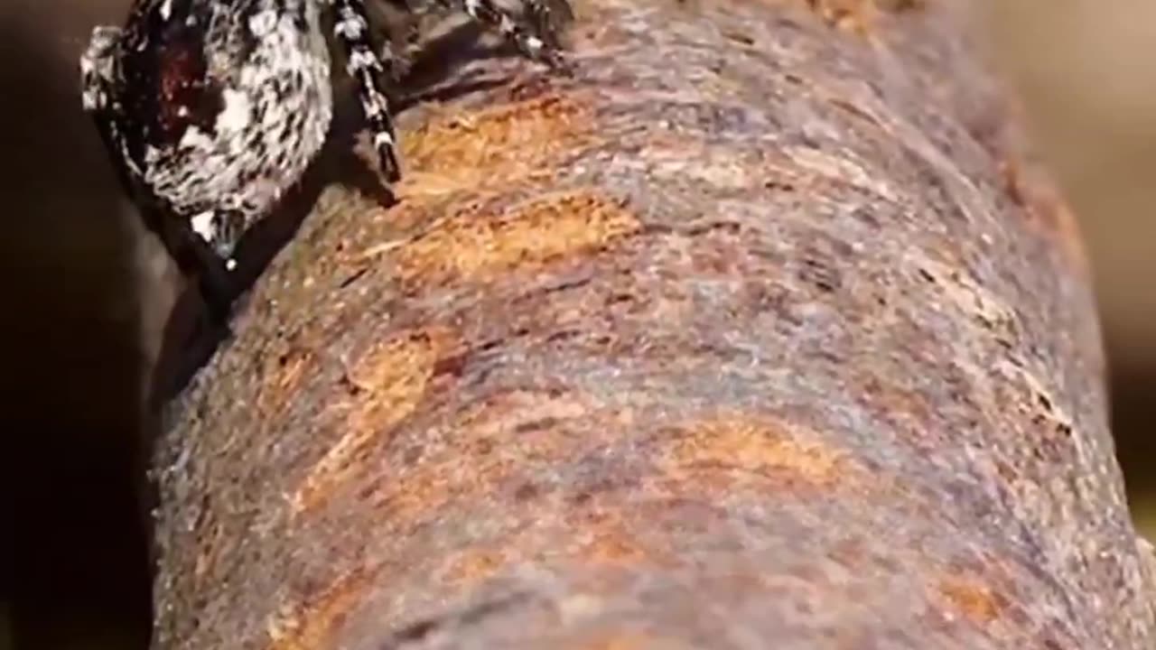 beautiful animals