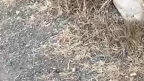 Dogs on Walk Wreck Spider's Day