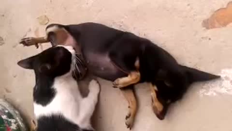 pincher amamanta a gato.