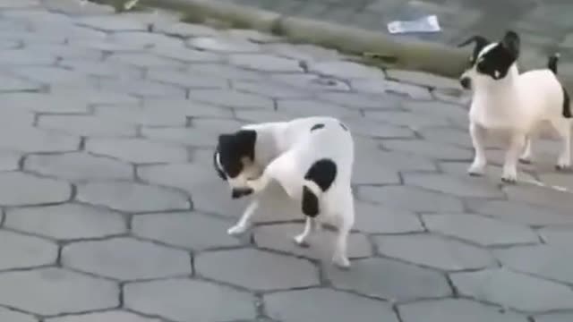 Funny dogs make you happy all day