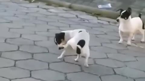 Funny dogs make you happy all day