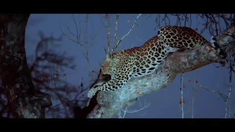 The Die Hard Honey Badger Vs Leopard / Die Fighting