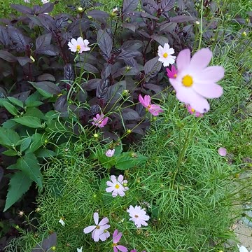 Cosmos Flowers: Bright Accents in the Green Ocean of Nature