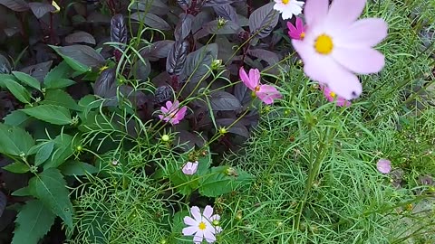 Cosmos Flowers: Bright Accents in the Green Ocean of Nature