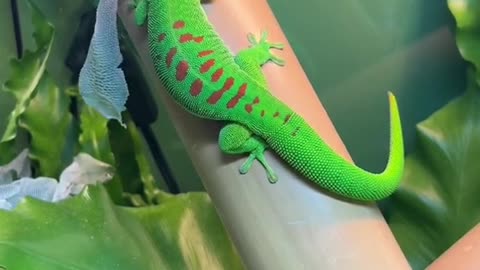 New Skin