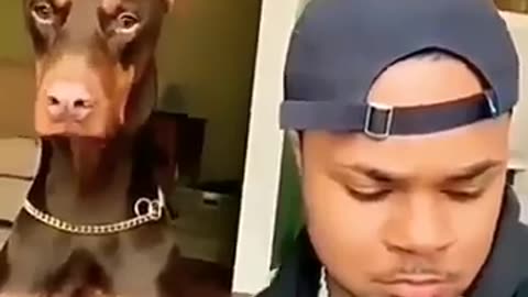 Dog reaction
