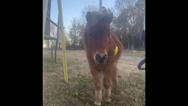 Funny and Cute Horse Videos That Will Change Your Mood For Good