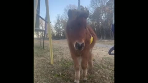 Funny and Cute Horse Videos That Will Change Your Mood For Good
