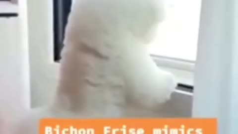 funny#funnyvideo#shorts(480p)