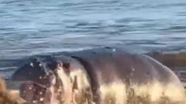 Oh, my God. The lion's been attacked by a hippo