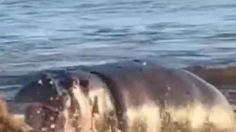 Oh, my God. The lion's been attacked by a hippo