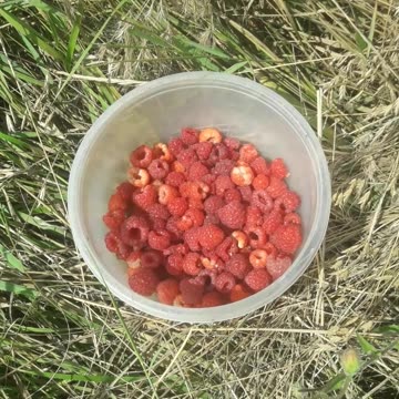 Raspberry harvest