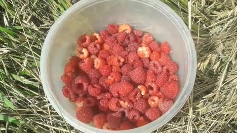 Raspberry harvest