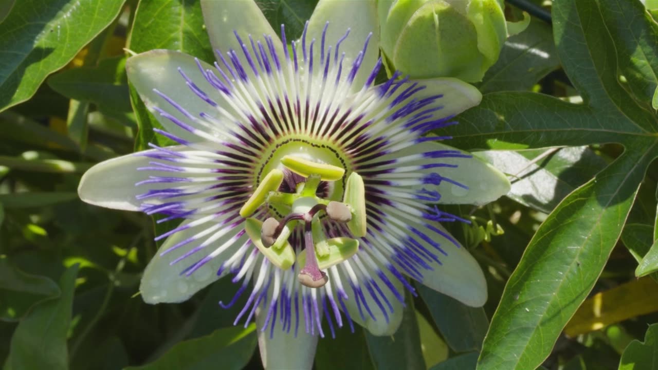 Healing Plants -From painkillers to sleep aid