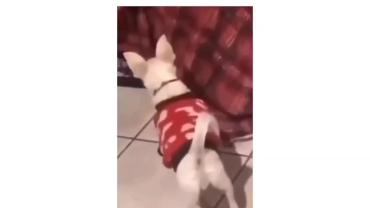 Michael Jackson dog